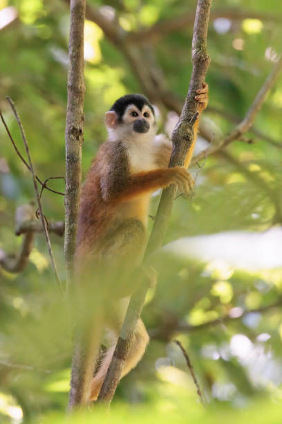 istock Central American Squirrel monkey (Saimiri oerstedii) perching on a branch in the rainforest, Corcovado national park Costa Rica 1486349624