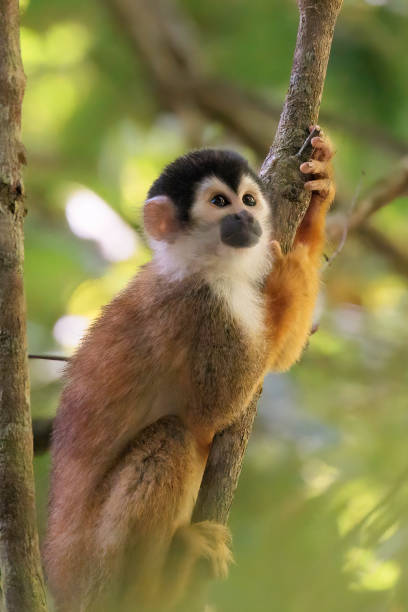 istock Central American Squirrel monkey (Saimiri oerstedii) perching on a branch in the rainforest, Corcovado national park Costa Rica 1486349626
