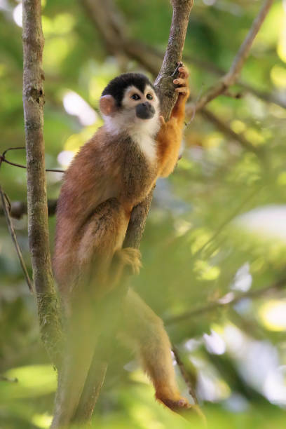 istock Central American Squirrel monkey (Saimiri oerstedii) perching on a branch in the rainforest, Corcovado national park Costa Rica 1486349633