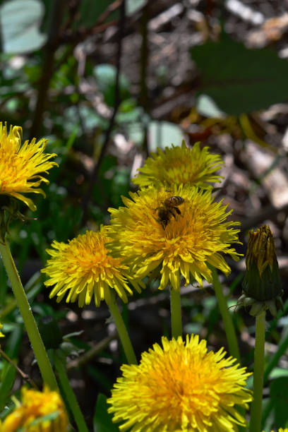 istock A wasp sits on a bubble, spring, green grass. Kyiv 1486351401