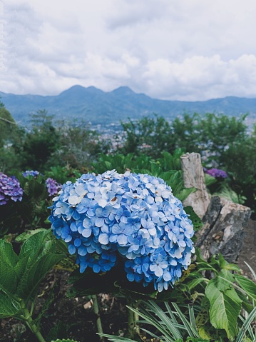 The blue hydrangea flower whose scientific name is hydrangea macrophylla blue is a type of flowering plant in the shrub category that has very beautiful flower buds. We found this beauty growing wild in the highlands of the tropical forest.