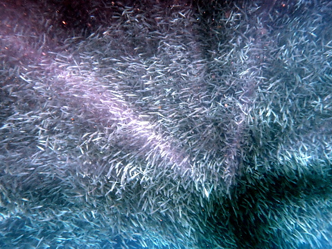 swarm of sardines in the pacific ocean near moalboal on cebu island