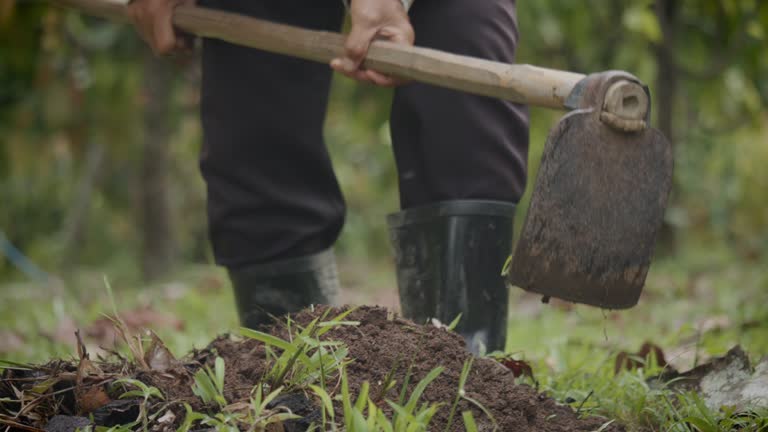 Close-up slow motion shot of farmer hands using a hoe an agriculture hand tool digging and moving soil preparing for young tree planting in organic farm