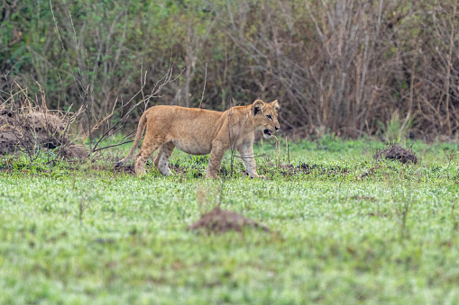 Lion walks in the grass - Queen Elizabeth National Park Uganda
