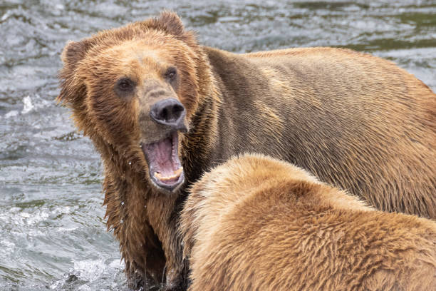 istock Coastal Brown Bear Fishing in Katmai 1486354792
