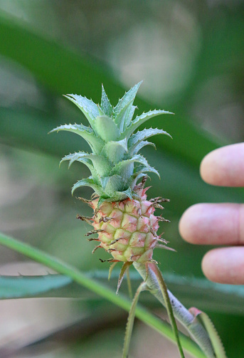 mini pineapple with fingers shown for scale