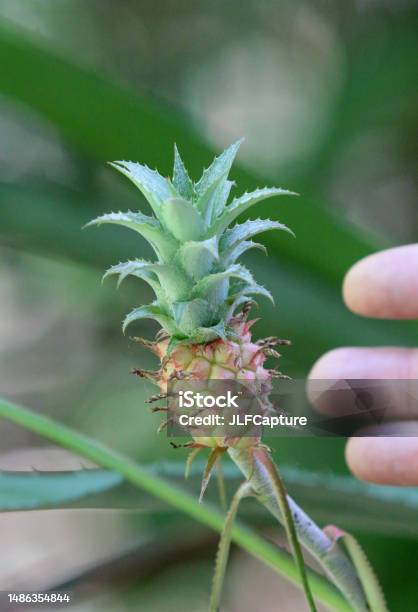 Mini Pineapple Plant Stock Photo - Download Image Now - Botany, Color Image, Fruit