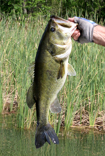 a largemouth bass that's just been caught