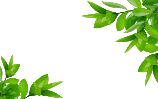 Frame composition of green Ruscus leaves isolated on white