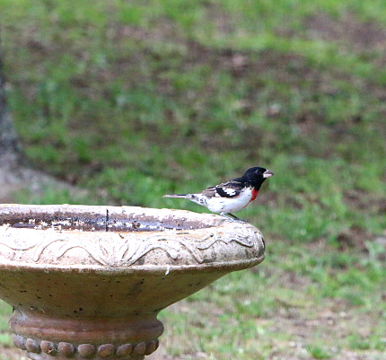 a male rose-breasted grosbeak perching on a bird bath