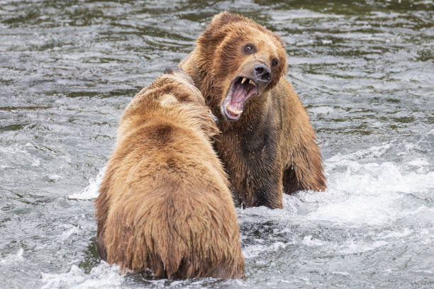 istock Coastal Brown Bear Fishing in Katmai 1486354979