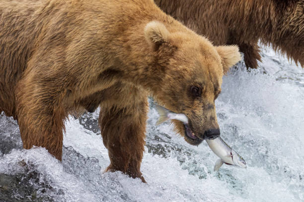 istock Coastal Brown Bear Fishing in Katmai 1486355652