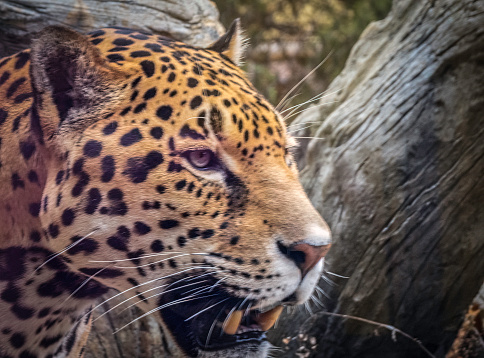 A jaguar is a large wild cat found in the southwest and central parts  America .It is the 3rd largest wild cat in the world .Their average length is about 6 feet  and they weigh about 350 pounds. They usually avoid preying on humans.