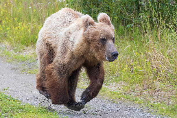 istock Coastal Brown Bear Fishing in Katmai 1486355924