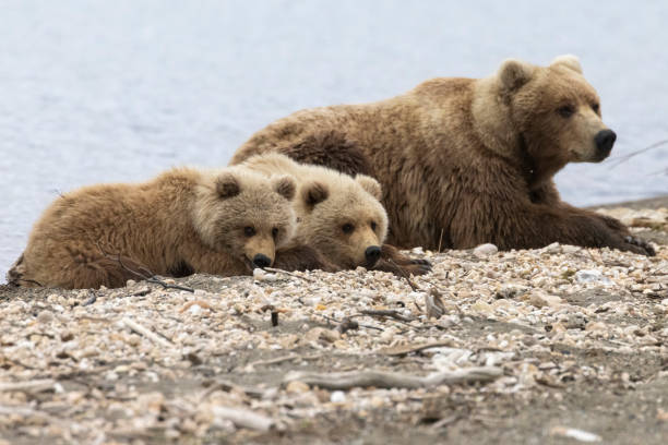 istock Coastal Brown Bears Sleeping in Katmai 1486356191