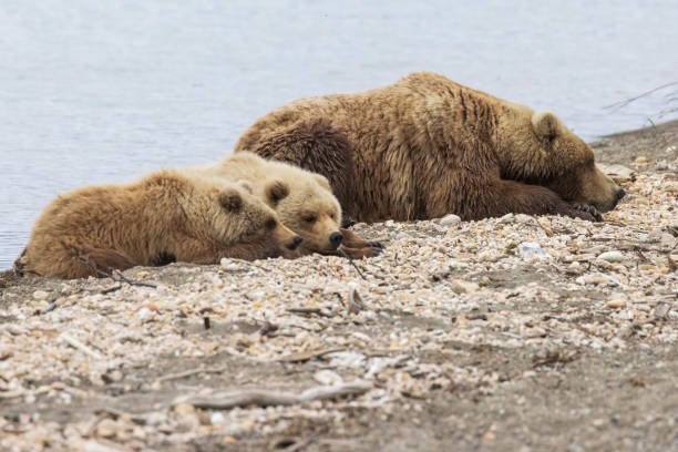 istock Coastal Brown Bears Sleeping in Katmai 1486356196