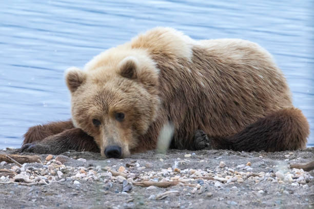 istock Coastal Brown Bears Sleeping in Katmai 1486356448