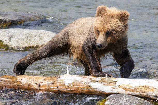 istock Coastal Brown Bear Fishing in Katmai 1486356704