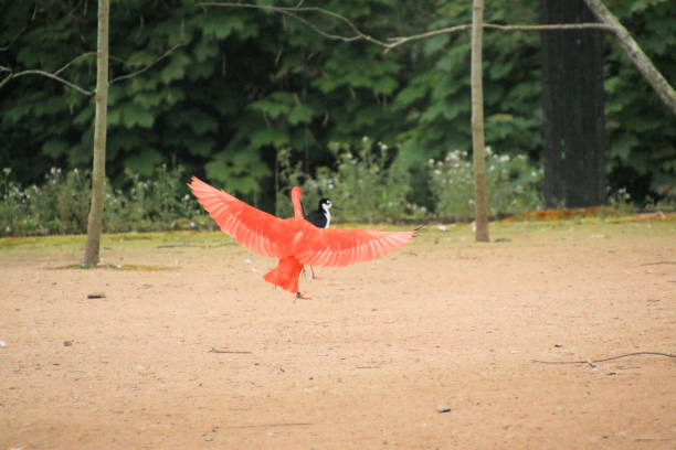 A view of a Scarlet Ibis in the summer