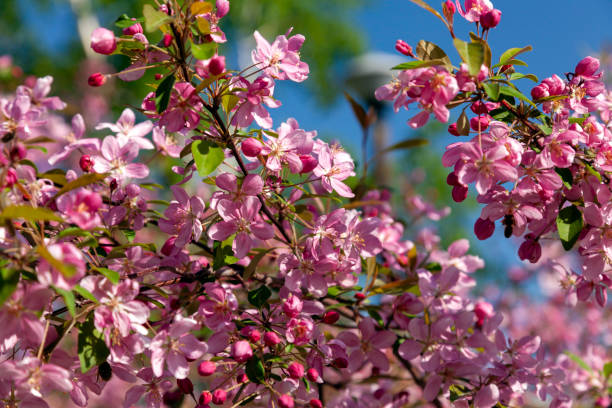 istock Pink flowers on the branches of an apple tree 1486356875