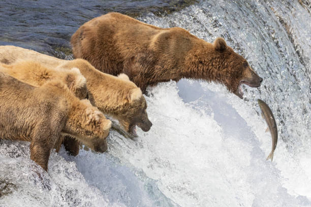 istock Coastal Brown Bear Fishing in Katmai 1486356896