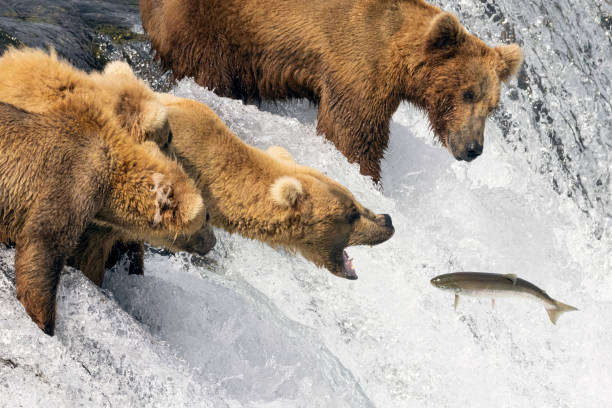 istock Coastal Brown Bear Fishing in Katmai 1486356898