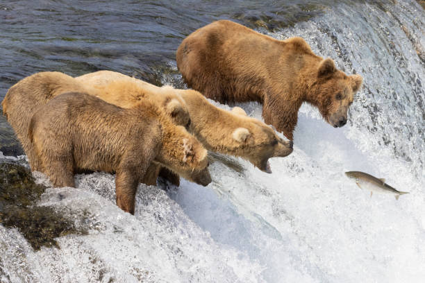 istock Coastal Brown Bear Fishing in Katmai 1486356900
