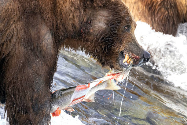 istock Coastal Brown Bear Fishing in Katmai 1486357539