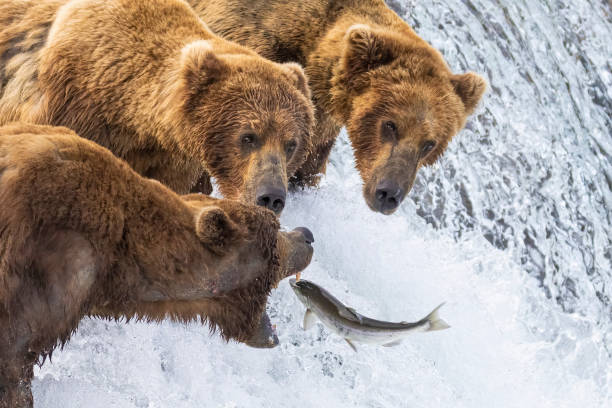 Coastal Brown Bear Fishing in Katmai