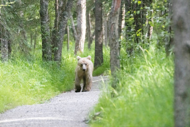 istock Coastal Brown Bear Fishing in Katmai 1486357600