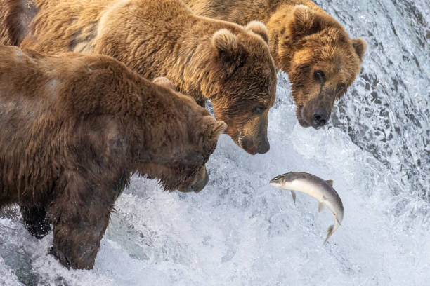 istock Coastal Brown Bear Fishing in Katmai 1486357608