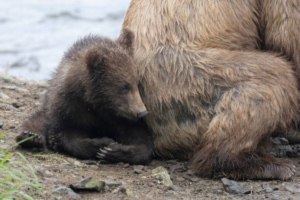 istock Coastal Brown Bear Cub in Katmai 1486357646