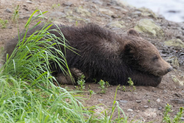 istock Coastal Brown Bear Cub in Katmai 1486357657