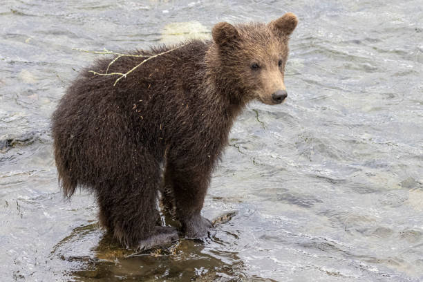istock Coastal Brown Bear Cub in Katmai 1486357818