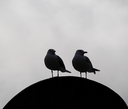 Two birds perching on stone against sky