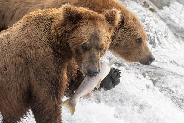 istock Coastal Brown Bear Fishing in Katmai 1486358309