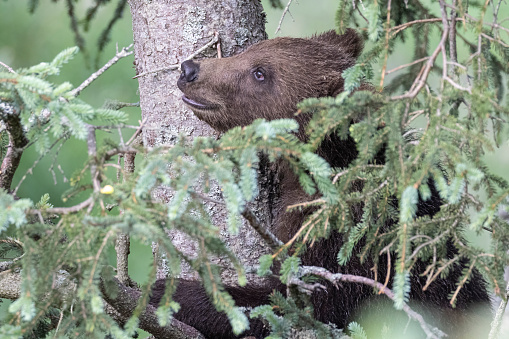 Grizzly bears in the coastal rainforest of British Columbia