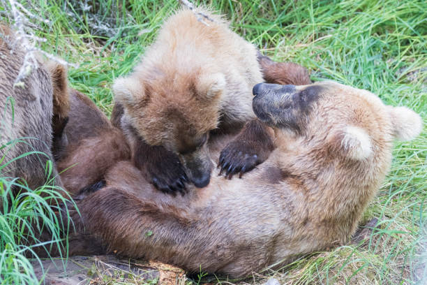 istock Nursing Coastal Brown Bears in Katmai 1486359023