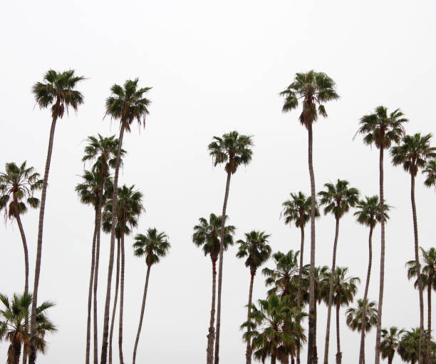 istock Fan palm trees in the fog 1486359221