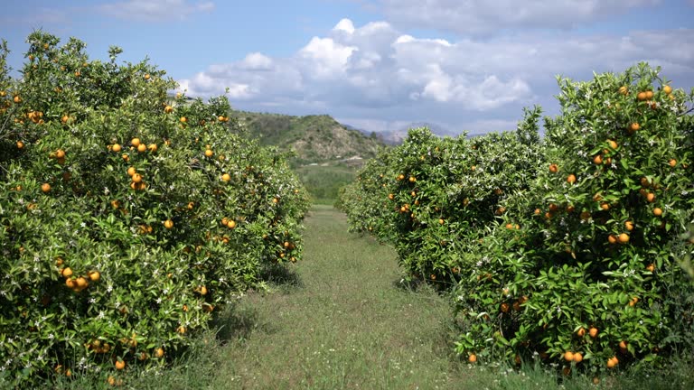 Orange Orchard with blossom flower