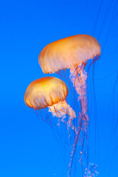 istock jelly fish in the blue sea 1486359725