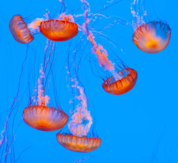 istock jelly fish in the blue sea 1486359761