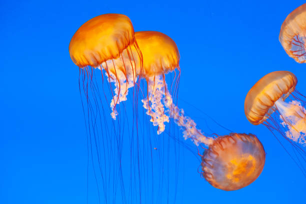 istock jelly fish in the blue sea 1486359779