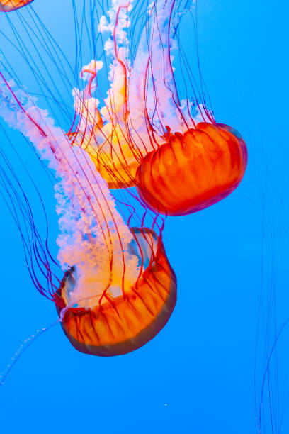 istock jelly fish in the blue sea 1486359819