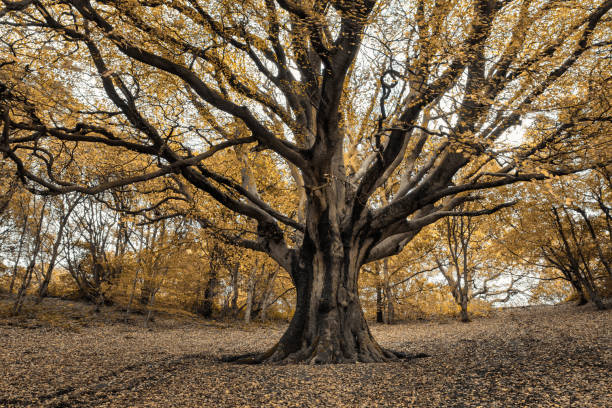 istock Stylised Edits Of Trees At The Clent Hills NT 1486359955