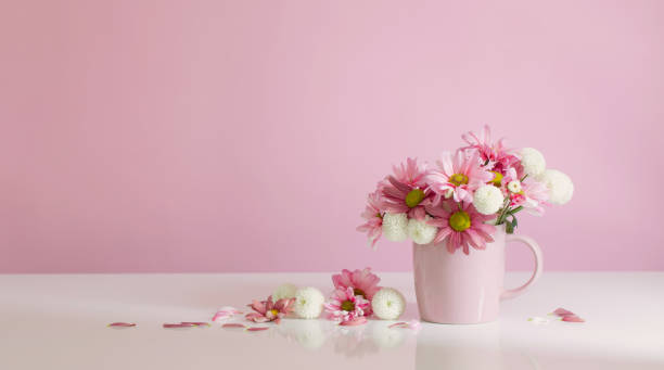 istock white and pink  chrysanthemums in pink cup on pink  background 1486360642