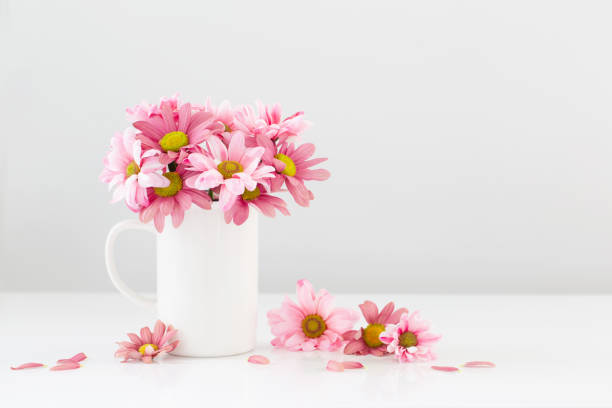istock pink  chrysanthemums in white cup on white background 1486360649