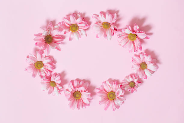 istock pink chrysanthemums on pink background  background 1486360660