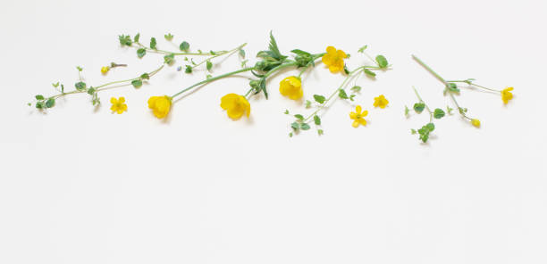 istock yellow wild  flowers  on white background 1486360681