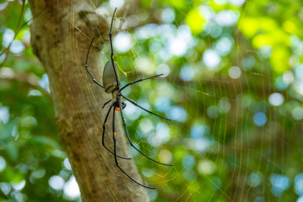Giant Golden Orb Weaver (Nephila pilipes) spider, Whitsunday Islands, Queensland, Australia Giant Golden Orb Weaver (Nephila pilipes) spider, Whitsunday Islands, Queensland, Australia spider spider web large travel locations stock pictures, royalty-free photos & images